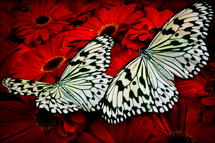Singapore Butterflies